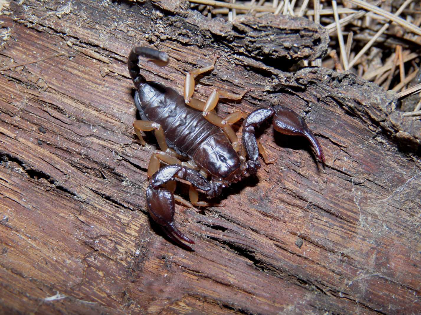 Euscorpius flavicaudis sotto le cortecce